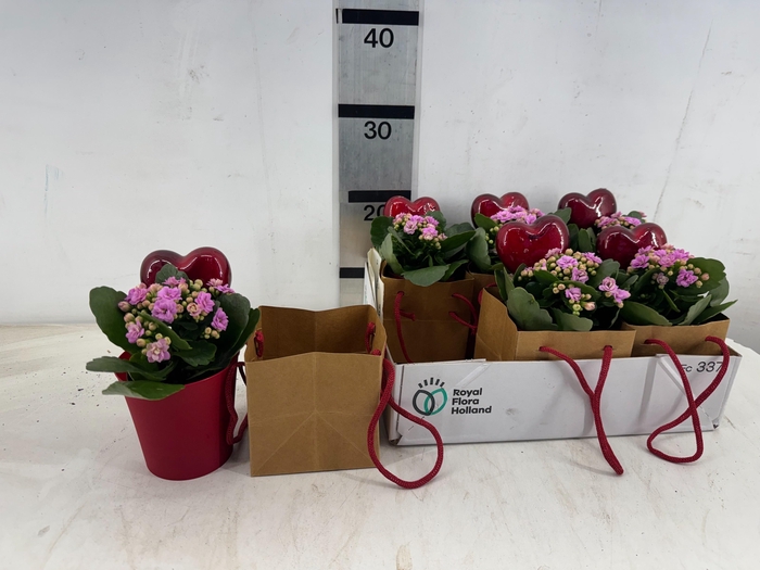 <h4>ARR PL IN SCHAAL</h4>