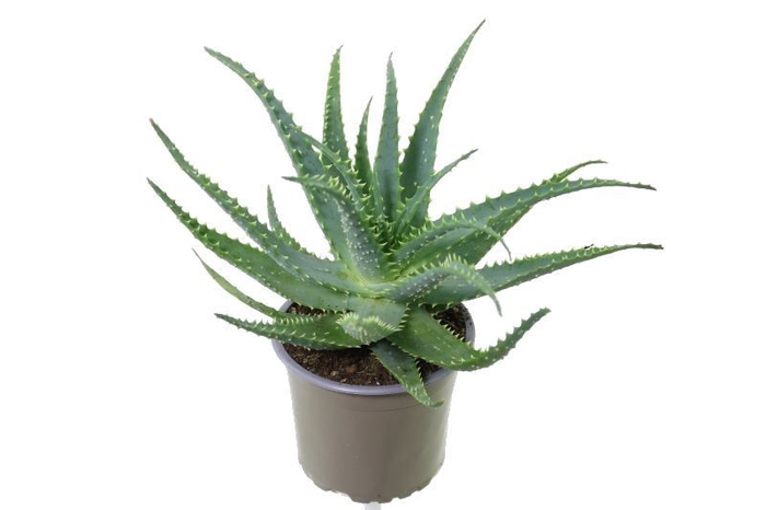 <h4>Aloe Arborescens</h4>