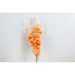 Dried Bougainvillea X5 55cm Salmon Bunch