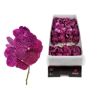 Vanda Crimson Love X16