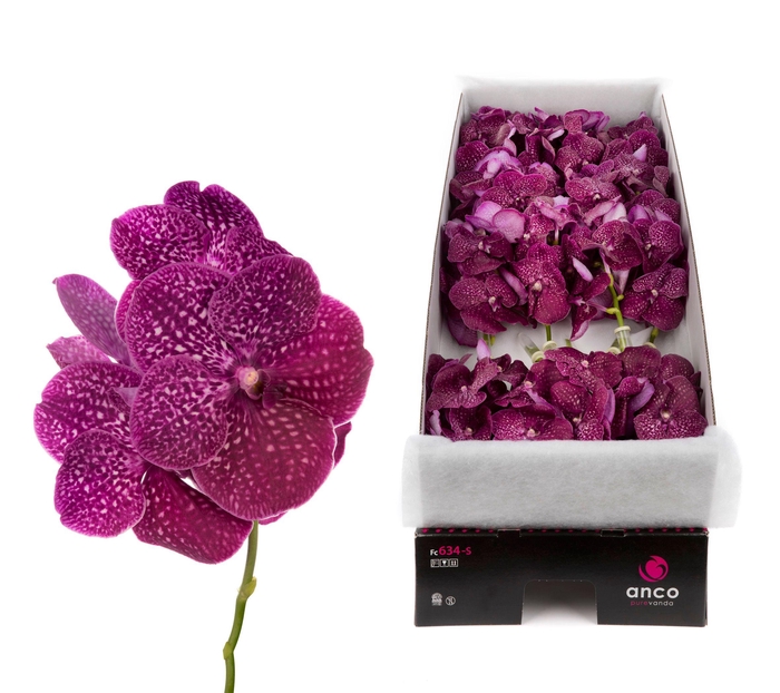 <h4>Vanda Crimson Love X16</h4>