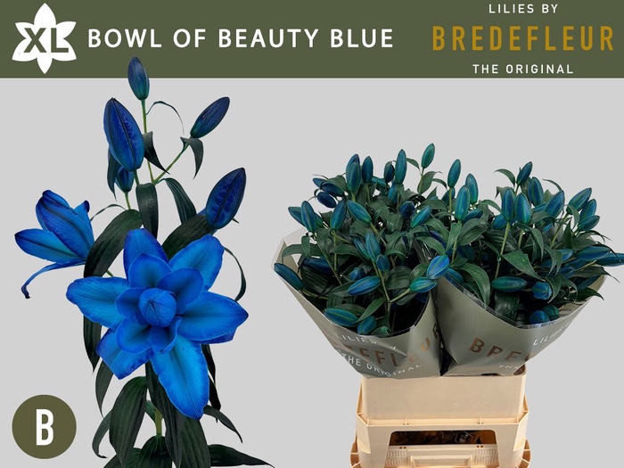 <h4>LI OR DU BO OF BEAUT BLUE</h4>