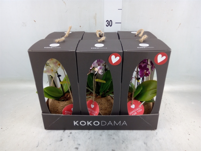 <h4>Phalaenopsis   ...mini</h4>