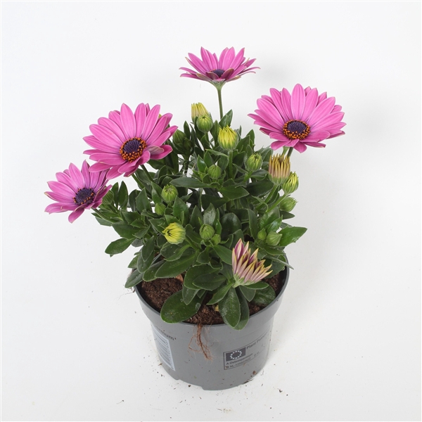 <h4>Osteospermum Davina p10,5</h4>