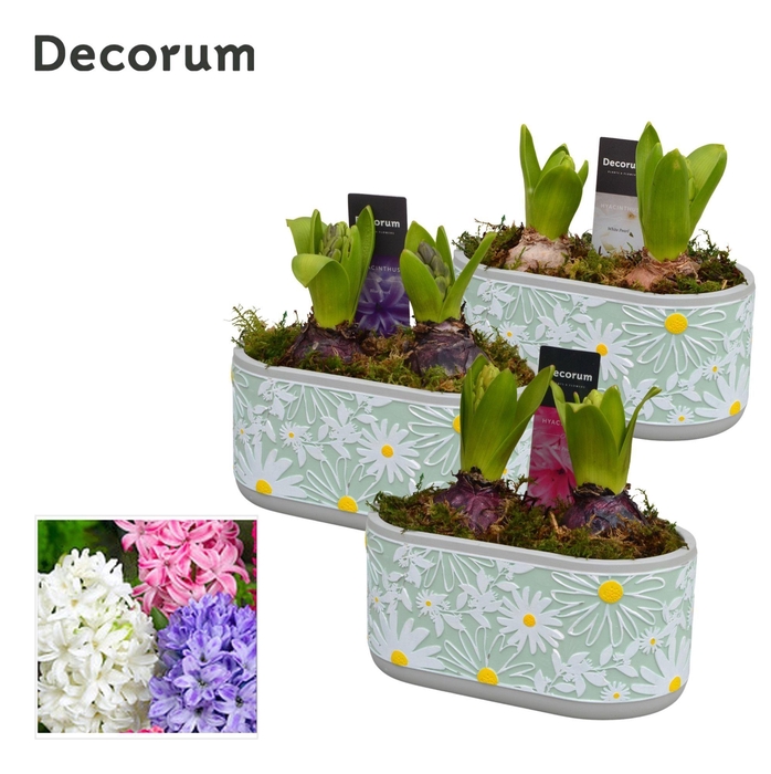 <h4>Hyacint Margriet HL14893 [PURE]</h4>