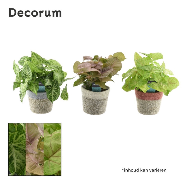 Collectie Soft Illusion - Syngonium mix in mand Jelle (Decorum)