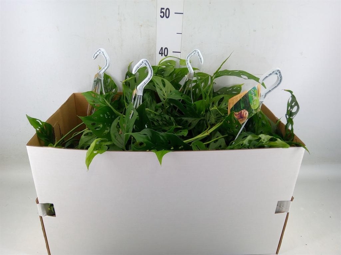 <h4>Monstera obliqua 'Leichtlinii'</h4>