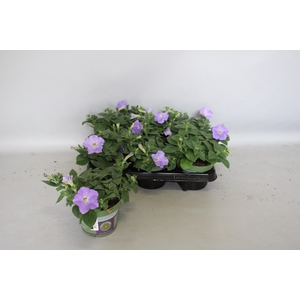 Petunia Sky Blue
