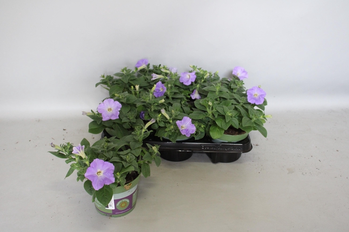 <h4>Petunia Sky Blue</h4>