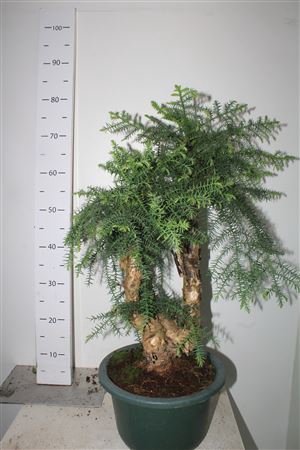 <h4>Araucaria Cunninghamii Bonsai In 27 Cm Sierpot</h4>