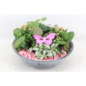 arr2 PL - Zink antiekschaal - roze