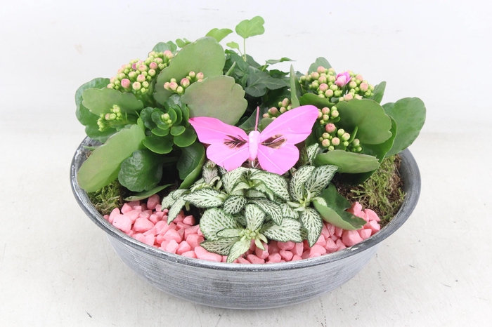 Arr2 Pl - Zink Antiekschaal - Roze