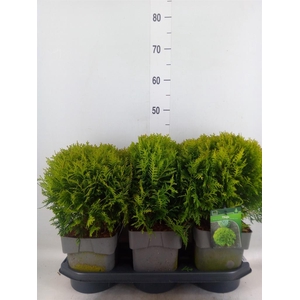 Thuja occid. 'Danica'