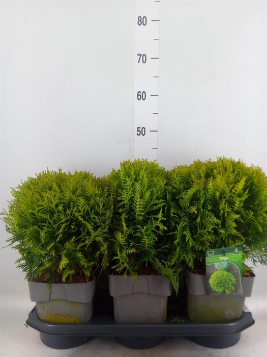 <h4>Thuja occid. 'Danica'</h4>