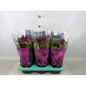 Celosia spic. 'Deep Purple'