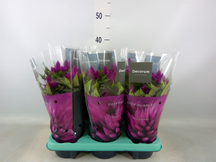 <h4>Celosia spic. 'Deep Purple'</h4>