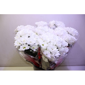 Chr T Ilonka X5