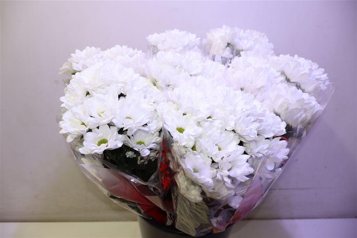 <h4>Chr T Ilonka X5</h4>
