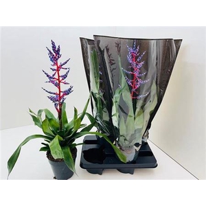 Aechmea 'Blue Rain'