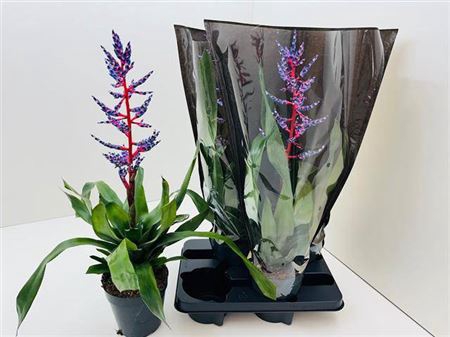 <h4>Aechmea 'Blue Rain'</h4>