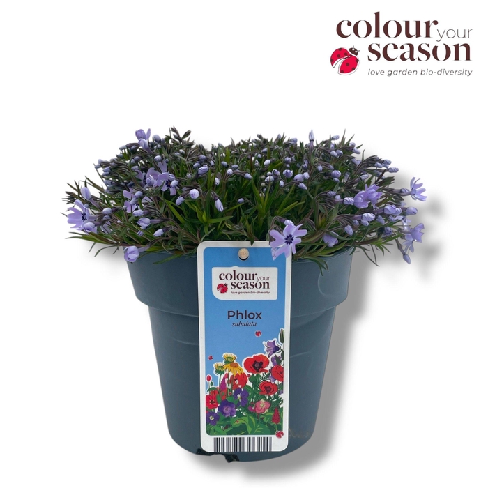 <h4>Phlox Subulata Fabulous P15 Blue</h4>
