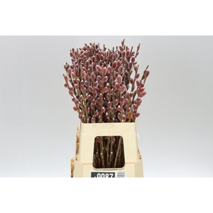 Salix Ch Red Passion