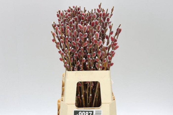 <h4>Salix Ch Red Passion</h4>