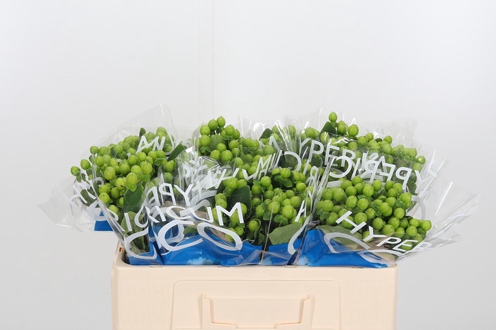 <h4>Hyp Coco Bamboo</h4>