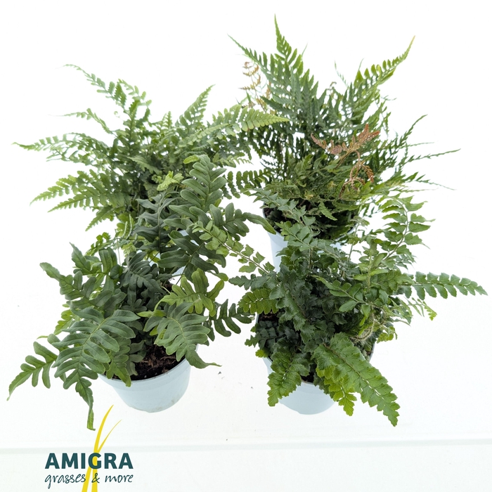 <h4>Buitenvaren Mix</h4>