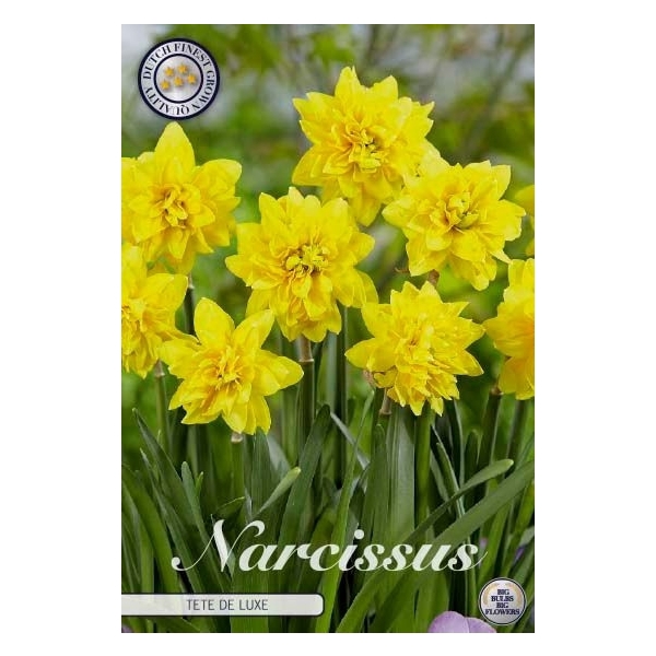 <h4>Narcissus Cyclamineus Tete de Luxe x7 12/14</h4>