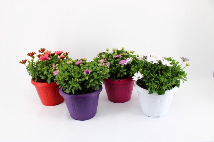 <h4>OSTEO MARGARITA GEM</h4>