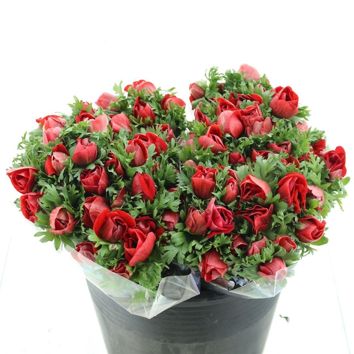 <h4>Anem Mistral Sr Red Super</h4>