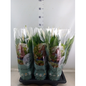 Spathiphyllum  'Bingo Cupido'