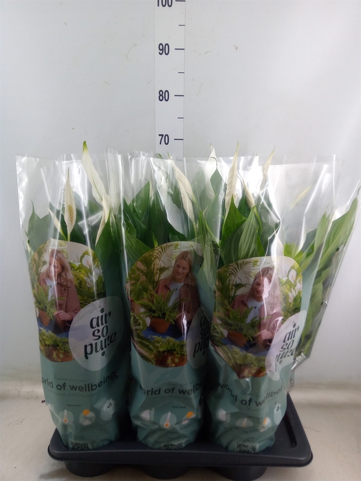 <h4>Spathiphyllum  'Bingo Cupido'</h4>