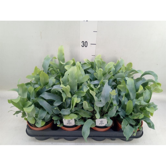 <h4>Phlebodium aureum 'Blue Star'</h4>
