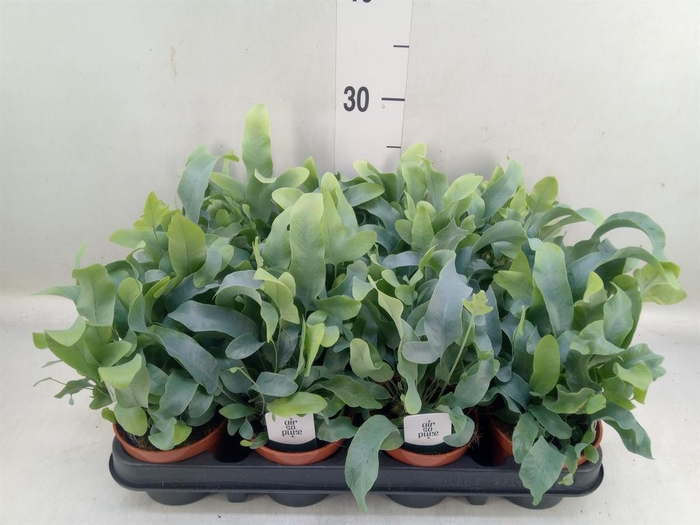 <h4>Phlebodium aureum 'Blue Star'</h4>