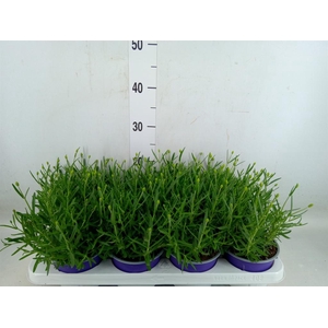 Lavandula angus. 'Essence Pure'