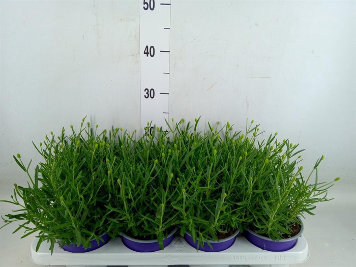 <h4>Lavandula angus. 'Essence Pure'</h4>