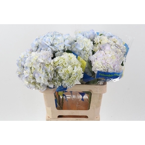 Hydr BlueBerry Select