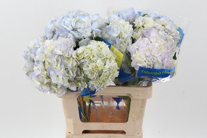 <h4>Hydr BlueBerry Select</h4>