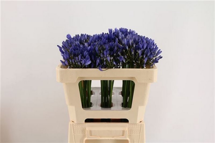 <h4>Agapanthus Uri African Roots</h4>