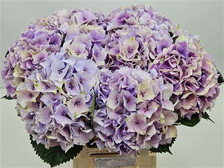 <h4>Hydr Cl M Royal Love</h4>