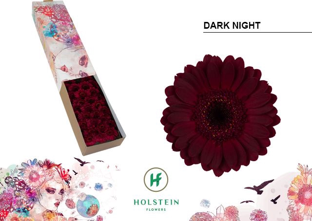 <h4>Germini Dark Night Doos</h4>