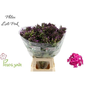 PHLOX P LOLLIPINK