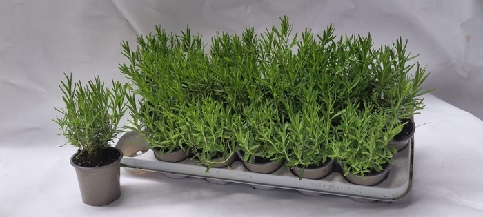 <h4>LAVAN ANGUSTIFOLIA</h4>