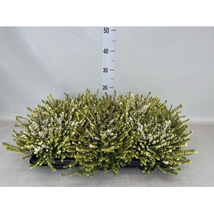 Erica darley. 'White Perfect'