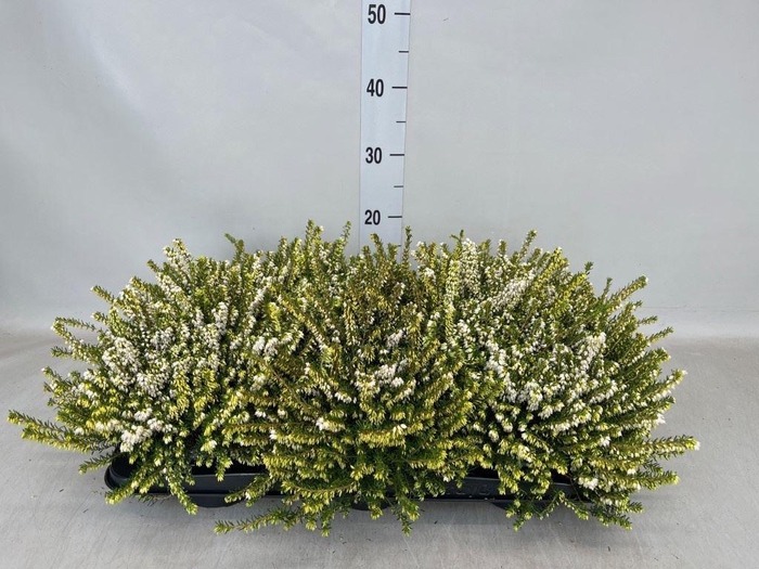 <h4>Erica darley. 'White Perfect'</h4>