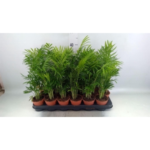 Chamaedorea elegans