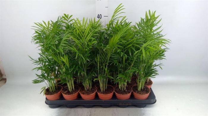<h4>Chamaedorea elegans</h4>