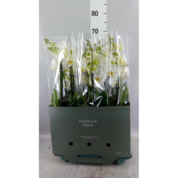 <h4>Phalaenopsis  'Ant Nottingham'</h4>